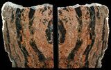 Tall Arizona Petrified Wood Bookends #55501-1